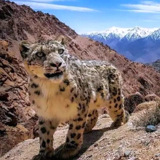 Snow Leopard Tour, photograph 1